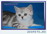 Шотландские котята мраморных окрасов