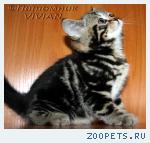 Британские котята черный мрамор из питомника.
