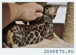 Бенгальские котята розетка на золоте