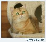 Британская золотистая кошечка