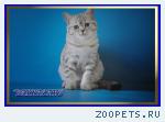 Шотландские котята из питомника Daryacats