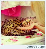 Продам котят АЛК( азиатской леопардовой кошки)