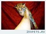 Продам котят АЛК( азиатской леопардовой кошки) —-8_{987}_956..06