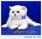 ����������� ���������� ���������� ������ ��������