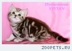 Британские клубные котята шоколадный мрамор на серебре.