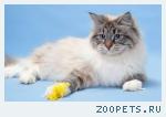 Стерилизация кошек. Кастрация котов. Удаление когтей у кошек