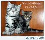 Британские котята вискас из питомника.