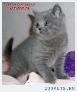 Британские голубые котята из питомника VIVIAN.