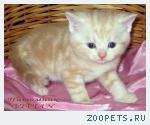 Британские мрамоные котята  из питомника VIVIAN.