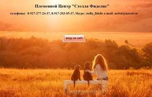 СРОО КФЦ "Стелла Фиделис"