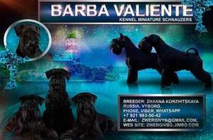 Barba Valiente
