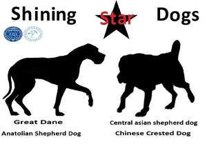 Shining Star Dogs