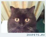 Кот черный