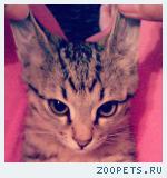 котенок 