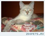 котенок
