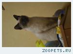 пропал кот 
