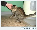 найден кот (крупный), Новокосино