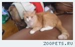 Пропал рыжий котик 7-его возраста