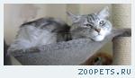 кот сибирский