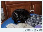 Черный кот