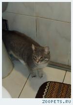 пропал котик
