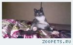 Пропал кот