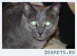 пропал кот