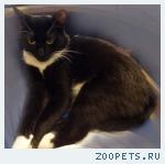 кот черно-белый  зовут Фунтик