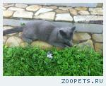Кот, русский голубой