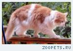  Кот метис