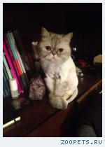 кошка