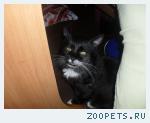 кот Степан