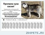 Собака Сибирский хаски