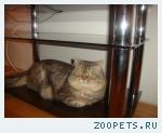 кот перс