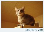 пропал кот