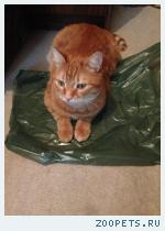 Домашний кот