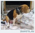 Собака
