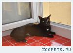 Черный котик