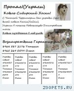 кот помесь перса и британца