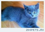 Котенок