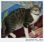 Пропал кот