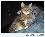 котенок подросток