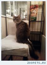 Кот домашний