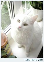 Ангорская кошка
