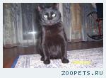 Черный кот