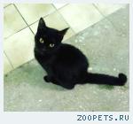 Найдена кошка