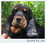 Кокер английский