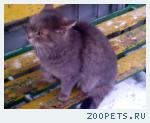 Найден кот