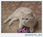 Пропал Кот
