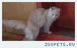 Кот,кличка Сёма